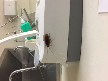 Cucaracha en el Gregorio Marañón