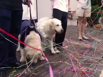 Bodas de perros, populares en China