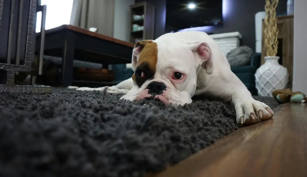 Perro sobre una alfombra