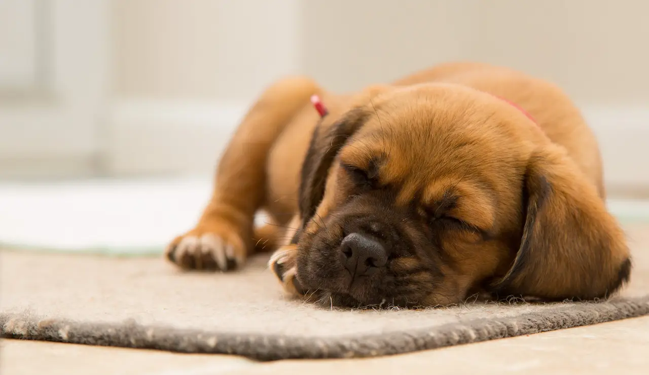 Perro durmiendo