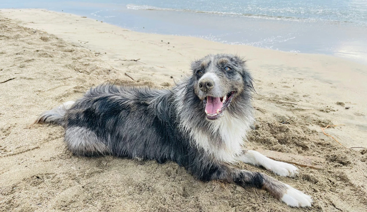 Perro en la playa