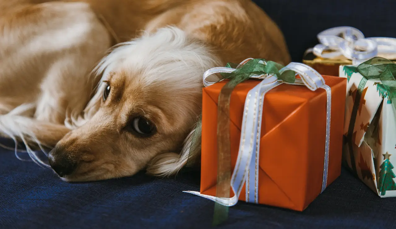 Perro y regalo